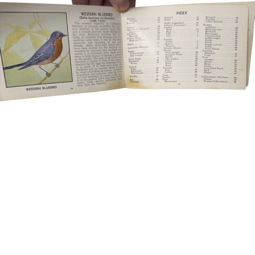 Vintage 1931 "The Green Book Of Birds Of America" By Frank G. Ashbrook - Picture 16 of 16